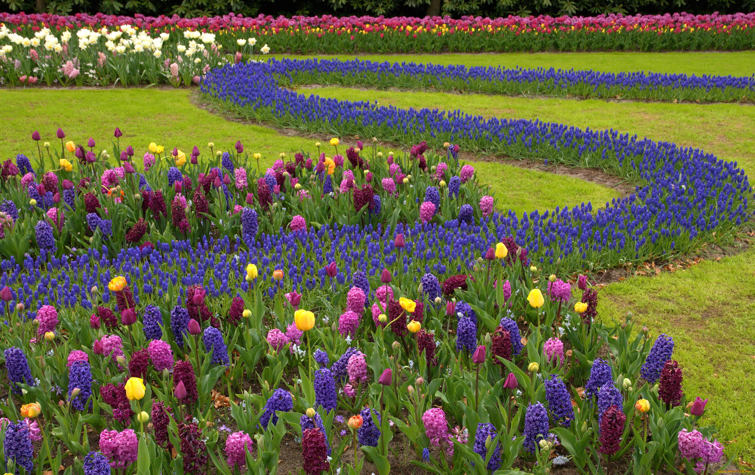 ,  , , , , keukenhof, 